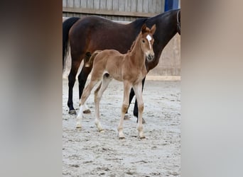 Hannoveraner, Hengst, 2 Jahre, 168 cm, Fuchs
