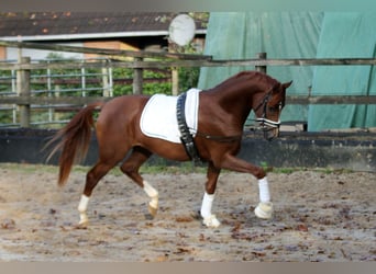 Hannoveraner, Hengst, 2 Jahre, 168 cm, Fuchs