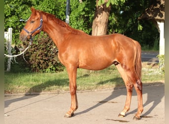 Hannoveraner, Hengst, 2 Jahre, 168 cm, Fuchs