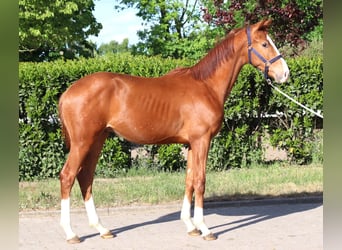 Hannoveraner, Hengst, 2 Jahre, 168 cm, Fuchs