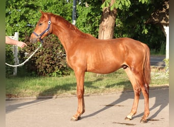 Hannoveraner, Hengst, 2 Jahre, 168 cm, Fuchs