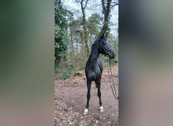 Hannoveraner, Hengst, 2 Jahre, 168 cm, Rappe