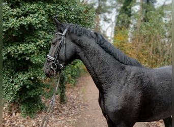 Hannoveraner, Hengst, 2 Jahre, 168 cm, Rappe