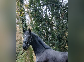 Hannoveraner, Hengst, 2 Jahre, 168 cm, Rappe