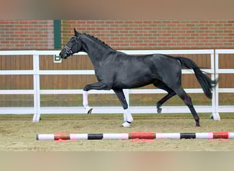 Hannoveraner, Hengst, 2 Jahre, 168 cm, Rappe