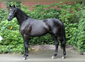 Hannoveraner, Hengst, 2 Jahre, 168 cm, Rappe