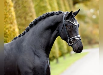 Hannoveraner, Hengst, 2 Jahre, 168 cm, Rappe