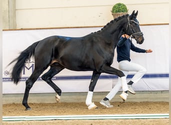 Hannoveraner, Hengst, 2 Jahre, 169 cm, Schwarzbrauner