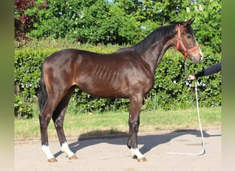 Hannoveraner, Hengst, 2 Jahre, 170 cm, Brauner