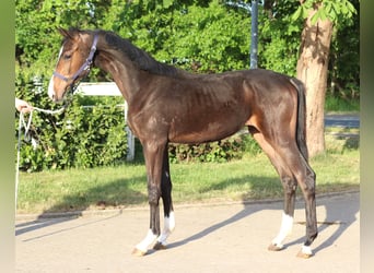 Hannoveraner, Hengst, 2 Jahre, 170 cm, Brauner