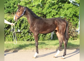 Hannoveraner, Hengst, 2 Jahre, 170 cm, Brauner