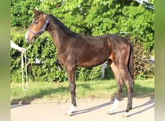 Hannoveraner, Hengst, 2 Jahre, 170 cm, Brauner