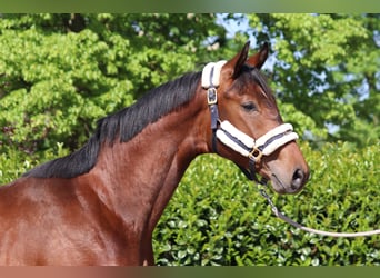 Hannoveraner, Hengst, 2 Jahre, 170 cm, Brauner