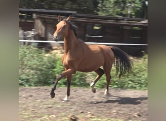 Hannoveraner, Hengst, 2 Jahre, 170 cm, Brauner