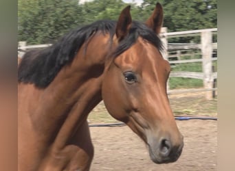Hannoveraner, Hengst, 2 Jahre, 170 cm, Brauner