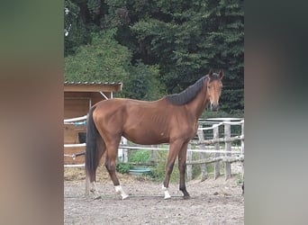 Hannoveraner, Hengst, 2 Jahre, 170 cm, Brauner