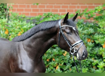 Hannoveraner, Hengst, 2 Jahre, 170 cm, Brauner