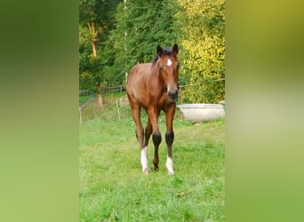 Hannoveraner, Hengst, 2 Jahre, 170 cm, Brauner