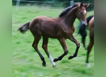 Hannoveraner, Hengst, 2 Jahre, 170 cm, Brauner