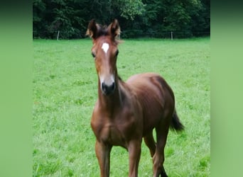 Hannoveraner, Hengst, 2 Jahre, 170 cm, Brauner