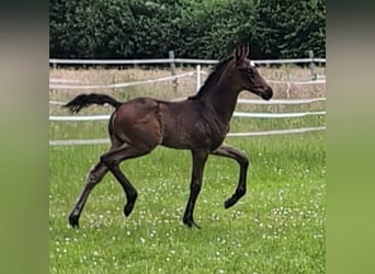 Hannoveraner, Hengst, 2 Jahre, 170 cm, Dunkelbrauner