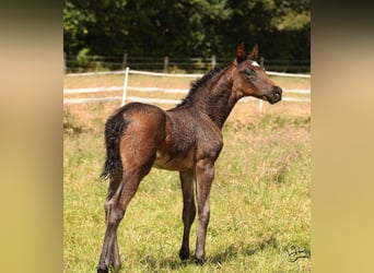 Hannoveraner, Hengst, 2 Jahre, 170 cm, Dunkelbrauner