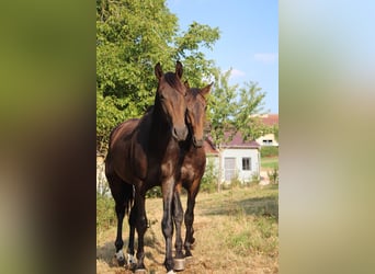 Hannoveraner, Hengst, 2 Jahre, 170 cm, Dunkelbrauner