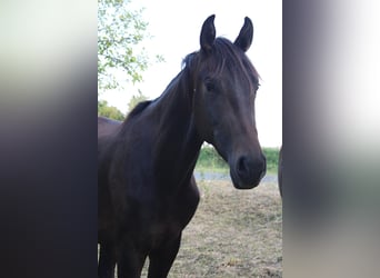 Hannoveraner, Hengst, 2 Jahre, 170 cm, Dunkelbrauner