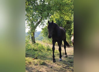 Hannoveraner, Hengst, 2 Jahre, 170 cm, Dunkelbrauner