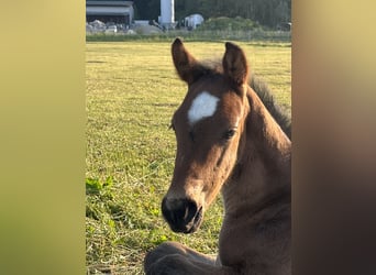 Hannoveraner, Hengst, 2 Jahre, 170 cm, Dunkelbrauner