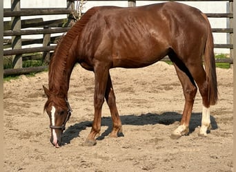 Hannoveraner, Hengst, 2 Jahre, 170 cm, Fuchs