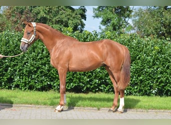 Hannoveraner, Hengst, 2 Jahre, 170 cm, Fuchs