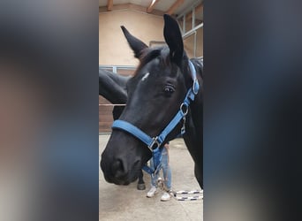 Hannoveraner, Hengst, 2 Jahre, 170 cm, Rappe