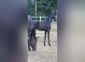 Hannoveraner, Hengst, 2 Jahre, 170 cm, Rappe