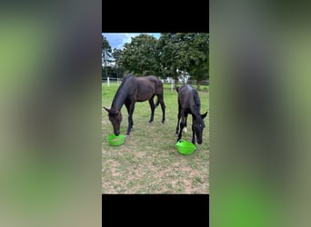 Hannoveraner, Hengst, 2 Jahre, 170 cm, Rappe
