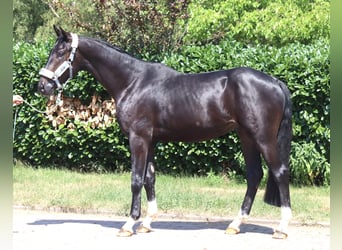 Hannoveraner, Hengst, 2 Jahre, 170 cm, Rappe