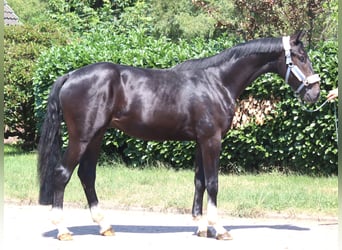 Hannoveraner, Hengst, 2 Jahre, 170 cm, Rappe