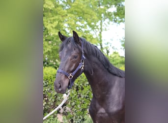 Hannoveraner, Hengst, 2 Jahre, 170 cm, Rappe