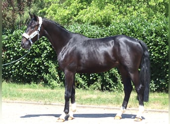 Hannoveraner, Hengst, 2 Jahre, 170 cm, Rappe