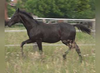 Hannoveraner, Hengst, 2 Jahre, 170 cm, Rappe