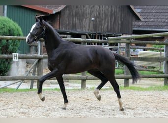 Hannoveraner, Hengst, 2 Jahre, 170 cm, Rappe