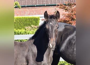 Hannoveraner, Hengst, 2 Jahre, 170 cm, Schwarzbrauner