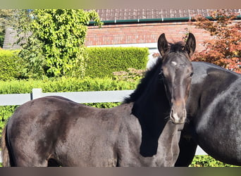 Hannoveraner, Hengst, 2 Jahre, 170 cm, Schwarzbrauner