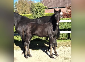 Hannoveraner, Hengst, 2 Jahre, 170 cm, Schwarzbrauner
