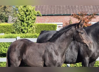 Hannoveraner, Hengst, 2 Jahre, 170 cm, Schwarzbrauner