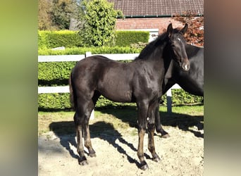 Hannoveraner, Hengst, 2 Jahre, 170 cm, Schwarzbrauner