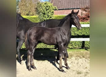 Hannoveraner, Hengst, 2 Jahre, 170 cm, Schwarzbrauner