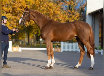 Hannoveraner, Hengst, 2 Jahre, 171 cm, Dunkelfuchs