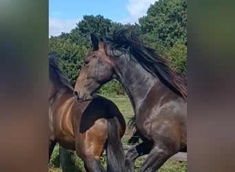 Hannoveraner, Hengst, 2 Jahre, 172 cm, Dunkelbrauner