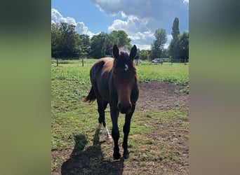 Hannoveraner, Hengst, 2 Jahre, 172 cm, Dunkelbrauner